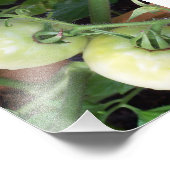 Groene tomaten foto afdruk (Hoek)