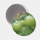 Groene tomaten Magnet (Voorkant / Achterkant)