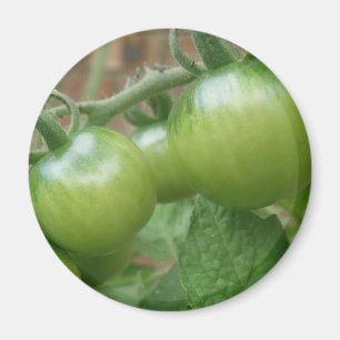 Groene tomaten Magnet