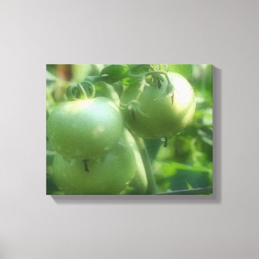 Groene tomaten op wijn canvas afdruk (Voorkant)