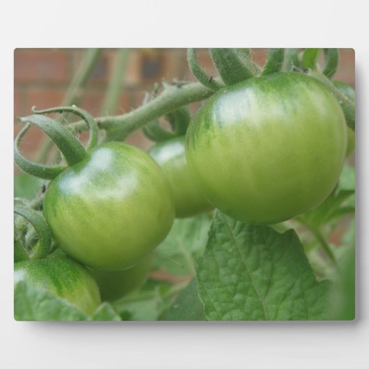 Groene tomaten Plaque Fotoplaat (Voorkant)