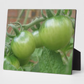 Groene tomaten Plaque Fotoplaat (Zijkant)