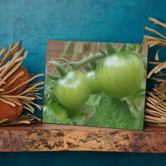 Groene tomaten Plaque Fotoplaat (Zijkant)