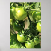 Groene tomaten poster (Voorkant)
