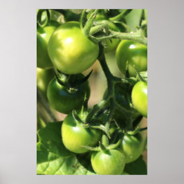 Groene tomaten poster
