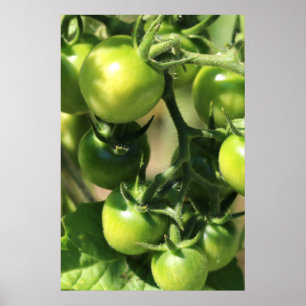 Groene tomaten poster