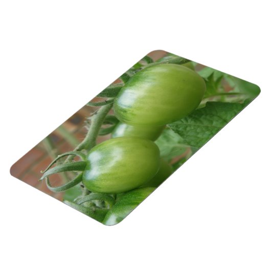Groene tomaten Premium magneet (Linkerzijde)