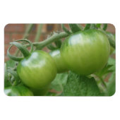 Groene tomaten Premium magneet (Horizontaal)