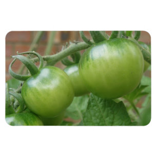 Groene tomaten Premium magneet