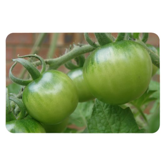 Groene tomaten Premium magneet (Horizontaal)