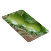 Groene tomaten Premium magneet (Rechterzijde)