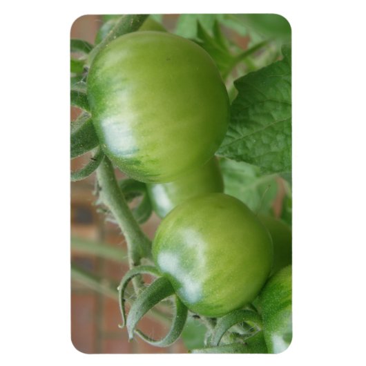Groene tomaten Premium magneet (Verticaal)