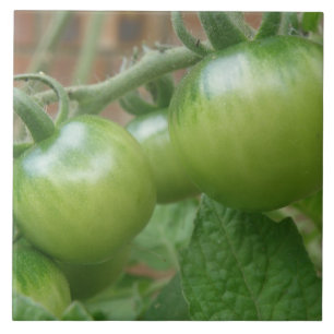 Groene tomaten Tegel Tegeltje