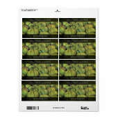 Groene Tomatillos / Schil Tomaten Etiket (Full Sheet)