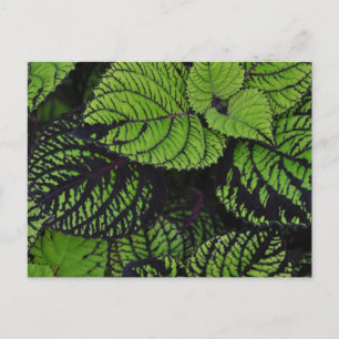 Groene tropische bladeren briefkaart
