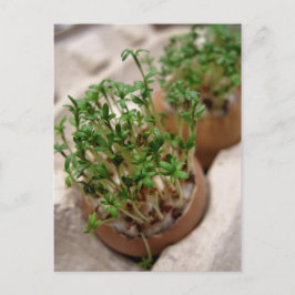 Groene Tuin Kreeft In Paaseieren Briefkaart