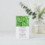 Groene tuinhosta-Plant Botanisch aangepast Visitekaartje (Staand voorkant)