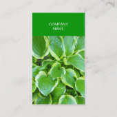 Groene tuinhosta-Plant Botanisch aangepast Visitekaartje (Achterkant)