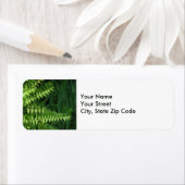 Groene varen verlaat Natuur Foto Etiket (Insitu)