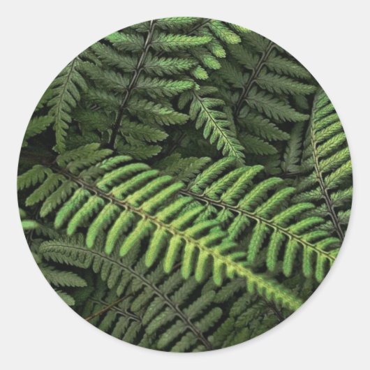 Groene varenbladeren ronde sticker (Voorkant)
