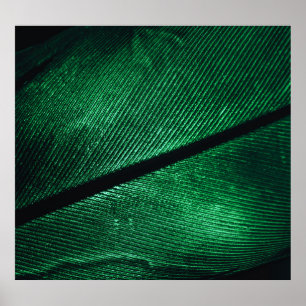 Groene veer, mooie patroontextuur. poster