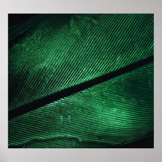 Groene veer, mooie patroontextuur. poster (Voorkant)