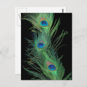 Groene veren met zwart briefkaart (Voorkant / Achterkant)