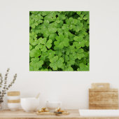 Groene verse shamrock, geluk Sint Patricks klaver Poster (Keuken)