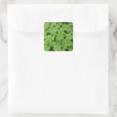 Groene verse shamrock, geluk St. Patricks Vierkante Sticker (Tas)