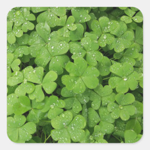 Groene verse shamrock, geluk St. Patricks Vierkante Sticker