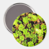 Groene vetplant bloemen magneet (Voorkant / Achterkant)