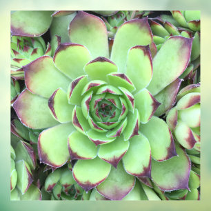Groene vetplant met paarse punten Close-up foto Raamsticker