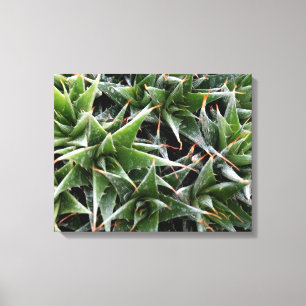 Groene vetplanten bloemen decoratieve fotografie canvas afdruk