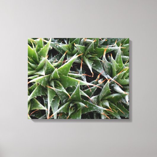 Groene vetplanten bloemen decoratieve fotografie canvas afdruk (Voorkant)