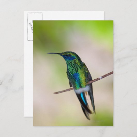 Groene Violet-ear Hummingbird Briefkaart (Voorkant / Achterkant)