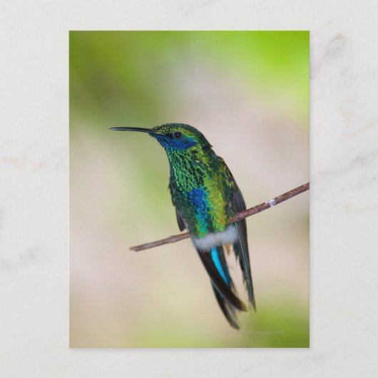 Groene Violet-ear Hummingbird Briefkaart (Voorkant)