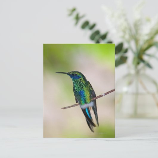 Groene Violet-ear Hummingbird Briefkaart (Staand voorkant)