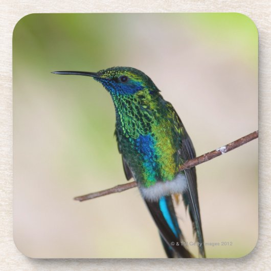 Groene Violet-ear Hummingbird Drankjes Onderzetter (Voorkant)