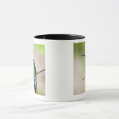 Groene Violet-ear Hummingbird Mok (Midden)