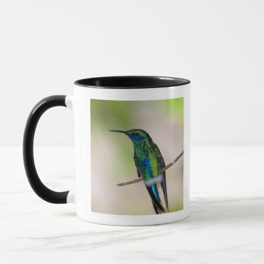 Groene Violet-ear Hummingbird Mok (Links)