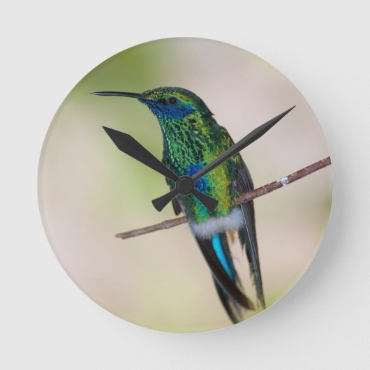 Groene Violet-ear Hummingbird Ronde Klok (Voorkant)