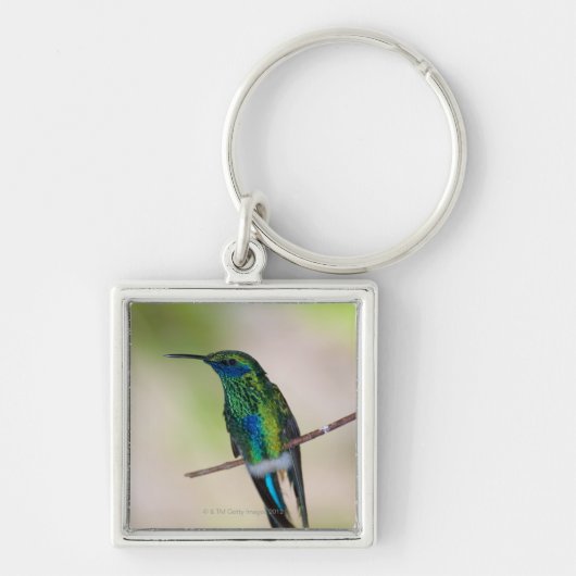 Groene Violet-ear Hummingbird Sleutelhanger (Voorkant)