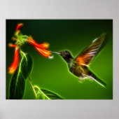 Groene Violetar Hummingbird Poster (Voorkant)