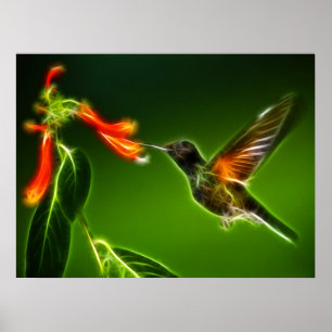 Groene Violetar Hummingbird Poster
