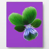 Groene Viooltjesplaquette Fotoplaat (Voorkant)