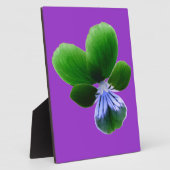 Groene Viooltjesplaquette Fotoplaat (Zijkant)