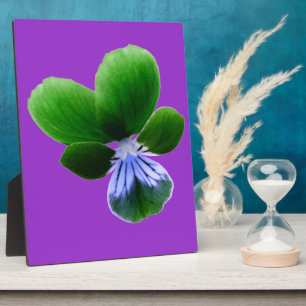 Groene Viooltjesplaquette Fotoplaat