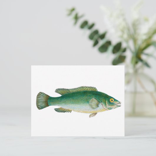 groene vis briefkaart (Staand voorkant)