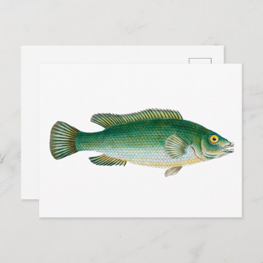  groene vis briefkaart (Voorkant / Achterkant)