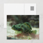 Groene vis briefkaart (Voorkant / Achterkant)